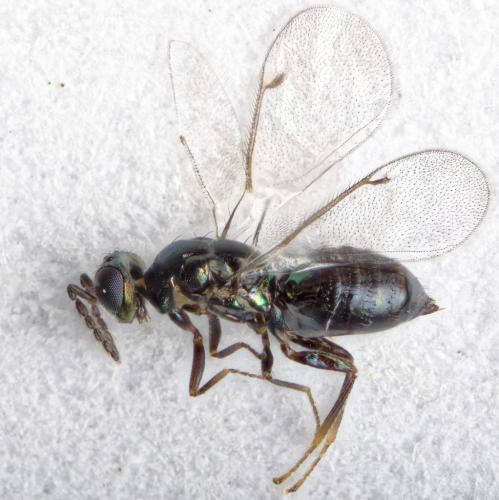 Omphale sp.